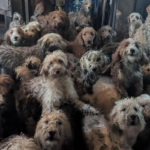 250 chiens dans une maison insalubre : un reflet des dérives des dirigeants extrêmes en RN !