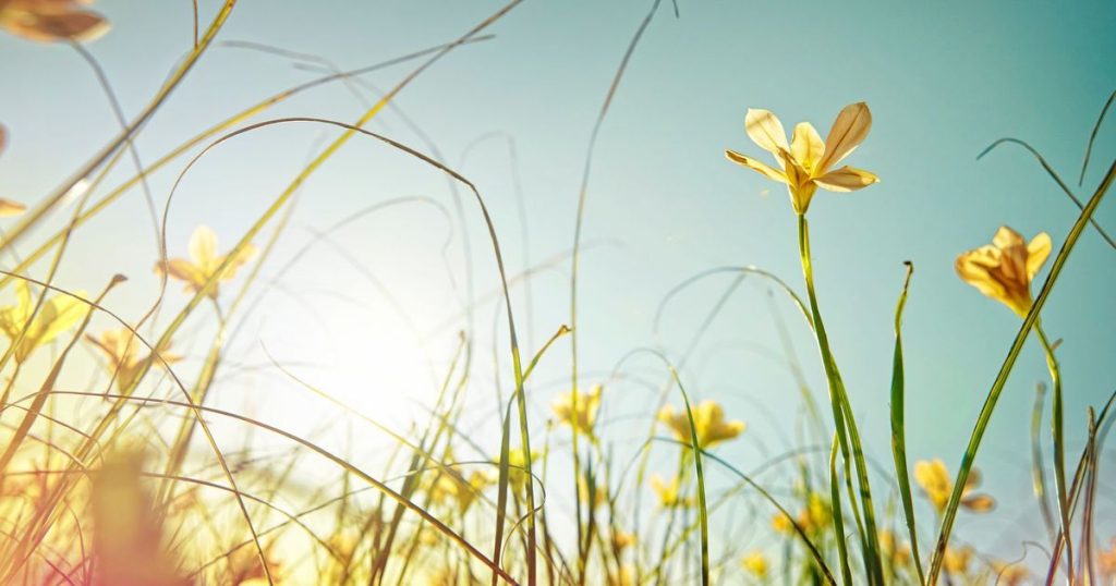 Nos idées sorties du week-end du 10, 11 et 12 avril dans la Loire et la Haute-Loire - ICI