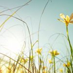 Nos idées sorties du week-end du 10, 11 et 12 avril dans la Loire et la Haute-Loire - ICI