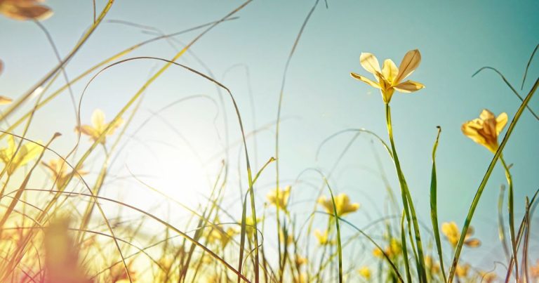 Nos idées sorties du week-end du 10, 11 et 12 avril dans la Loire et la Haute-Loire - ICI