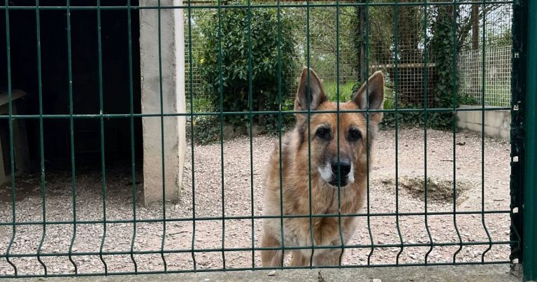 Le Refuge de l&rsquo;Espérance : Un Havre pour Animaux, mais à Quel Prix ?