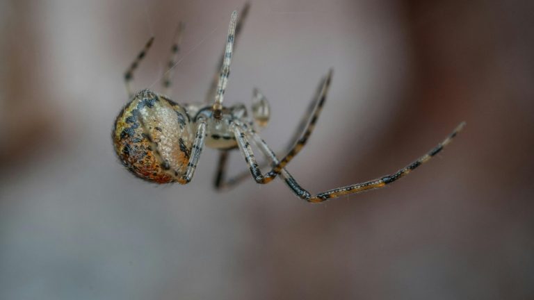 L’Angleterre face à l’invasion des araignées : un danger bien réel