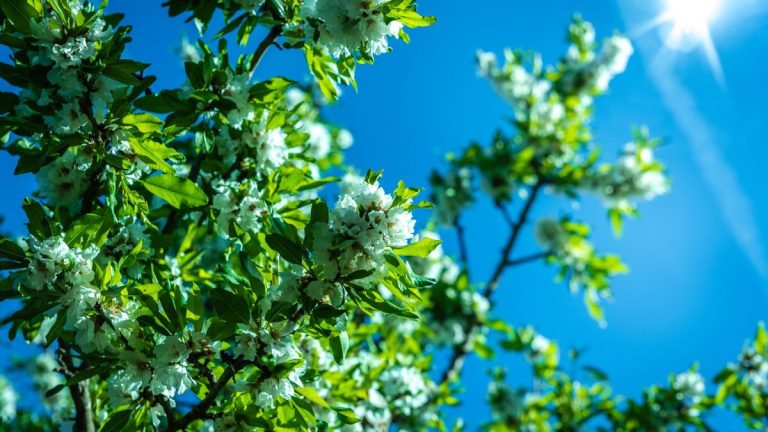 Printemps en déroute : l’hiver fait un retour fracassant