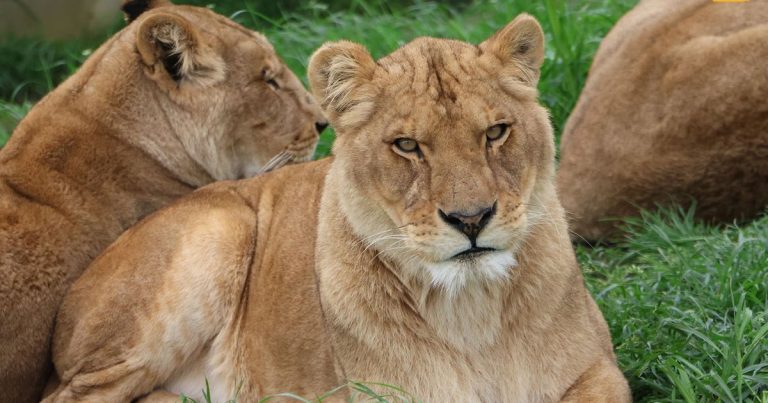 Quatre lionnes échappées du cirque : un refuge ou une illusion ?