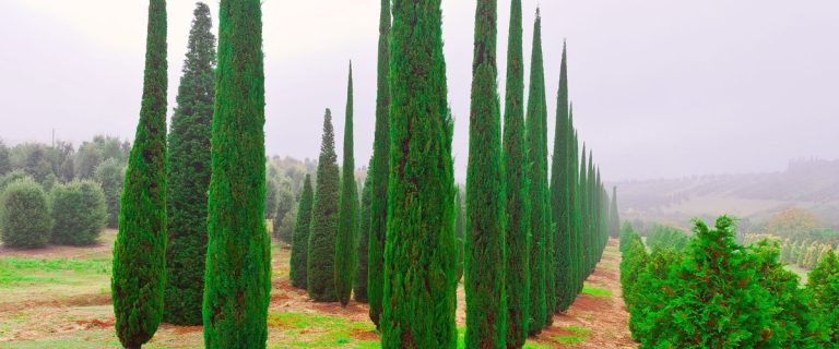 Quand une haie de cyprès coûte plus cher qu’un appartement : l’absurde réalité d’un conflit de voisinage