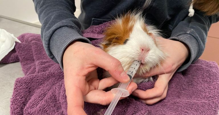 Un hôpital vétérinaire à 30 millions : un investissement ou un gaspillage ?