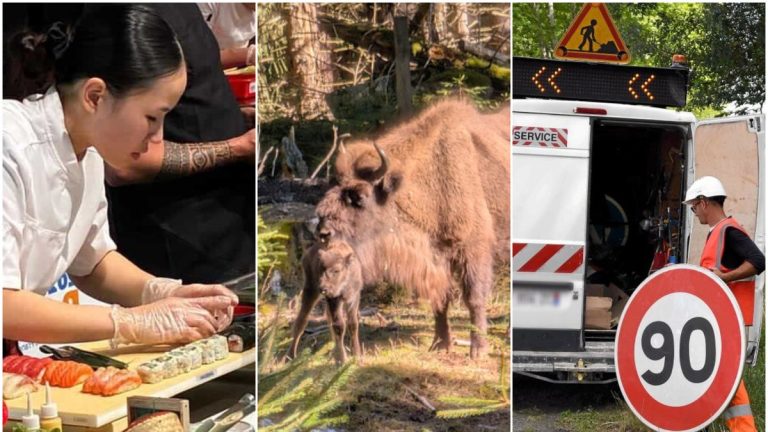 Bébé bison et sushi : entre émerveillement et absurdité locale