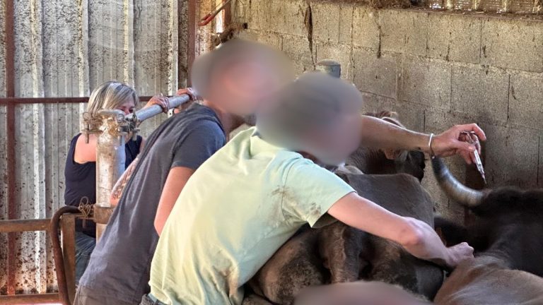 Vaccination forcée : le bras de fer de Christelle Record, symbole d’une agriculture sous pression