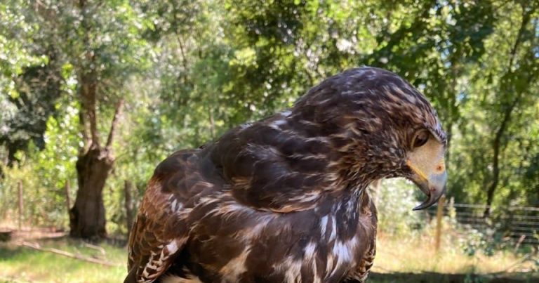Un fauconnier en détresse : la buse Kwanita s&rsquo;est égarée dans la nature