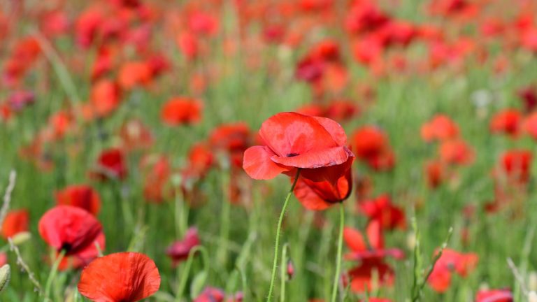 Un Printemps Illusoire : La Météo Enfumée du Week-End de Pâques