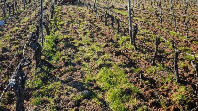 Vallée du Tarn : comment le vent a préservé les cultures face au gel imminent