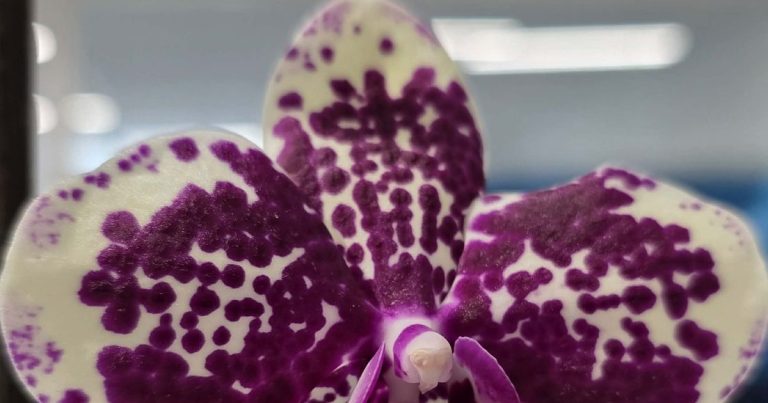 Le Salon des Orchidées à Bélâbre : Une Évasion Florale à Ne Pas Manquer