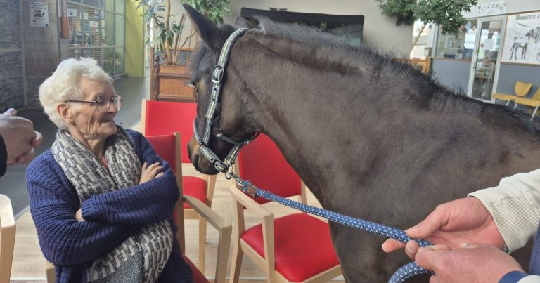 L&rsquo;équithérapie : Une approche novatrice au service des résidents d&rsquo;un EHPAD