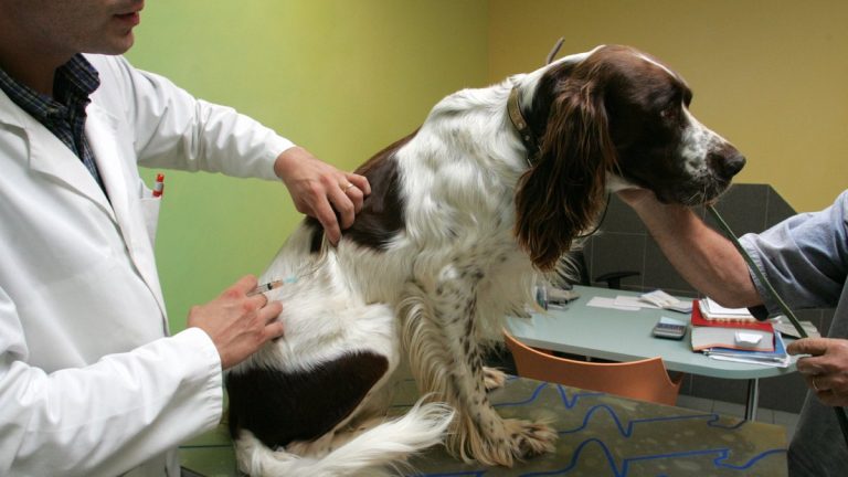 Alerte sanitaire au lac de Pelleautier : plusieurs chiens victimes d&rsquo;une mystérieuse contamination