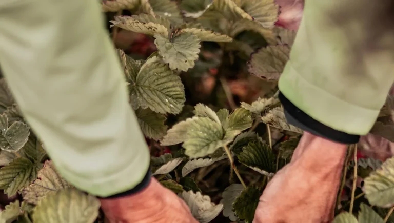 La Cueillette Comestible : Un Retour aux Sources