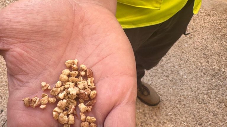 Lutte contre le moustique-tigre à Cahors : une mobilisation collective