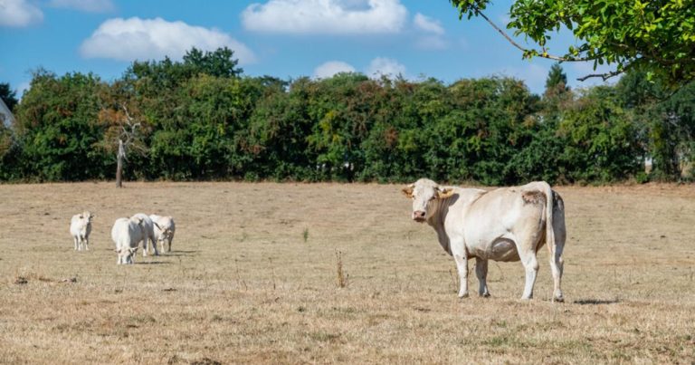Comprendre la Sécheresse : Types et Mécanismes