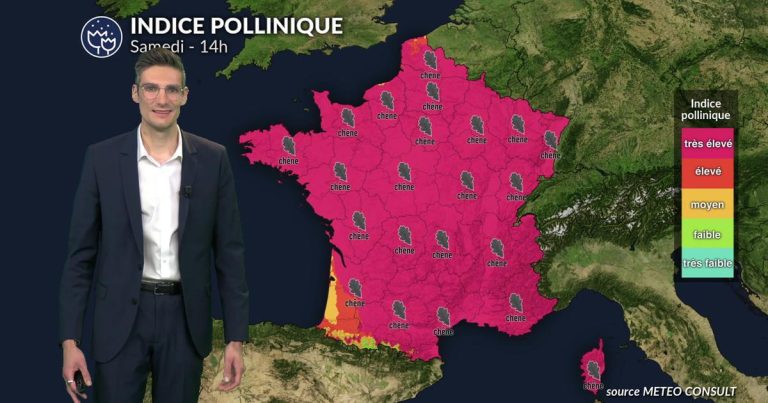 Pollens de chêne, bouleau, cyprès et platane en forte concentration ce samedi en France
