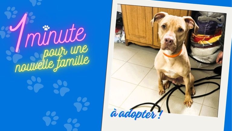 Hooper, le chien à adopter à la SPA de Pontarlier : qui saura lui offrir un foyer ?