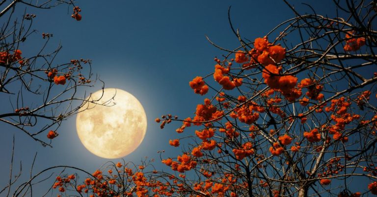 Pleine lune des fleurs le 1er mai 2026 : un événement astronomique observé en France.