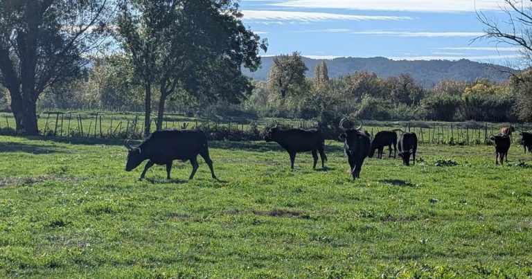 Saison des Courses Camarguaises : Entre Promesses de Renouveau et Inquiétudes Persistantes