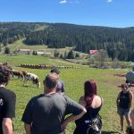 Formation des Bénévoles : Une Réponse à la Prédation du Loup