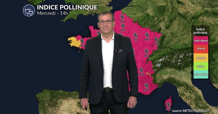 Pollens et allergies : France confrontée à des niveaux élevés de pollen en raison des conditions météo.