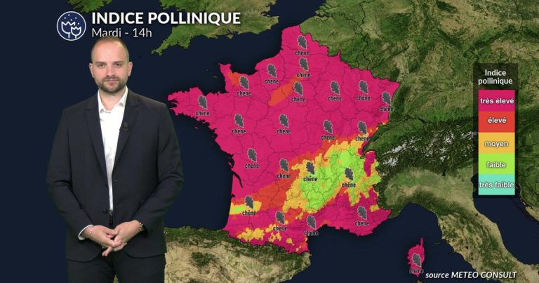 Pollens de chêne en forte augmentation : alertes aux allergies en France.