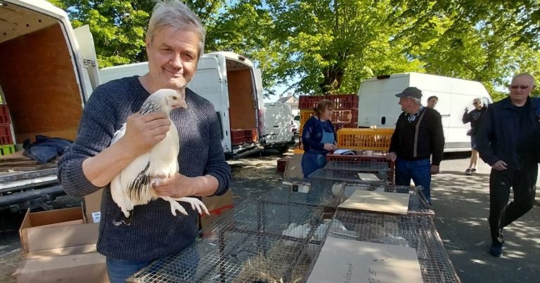 Indre : Les volailles de nouveau autorisées au marché de Saint-Août après restrictions.