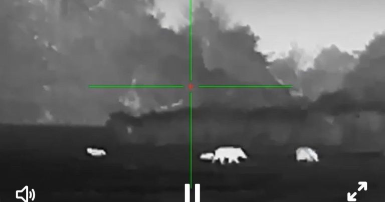 Cher : les agriculteurs demandent la reprise des tirs de nuit pour protéger les cultures.