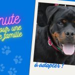 Ayrton, chiot à adopter, disponible à la SPA de Besançon pour les intéressés.