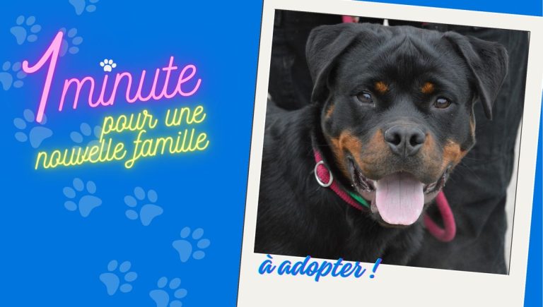 Ayrton, chiot à adopter, disponible à la SPA de Besançon pour les intéressés.