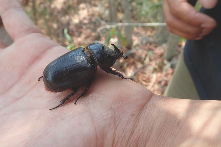 Rhinocéros à La Tontouta : Une invasion qui interroge notre capacité d&rsquo;action