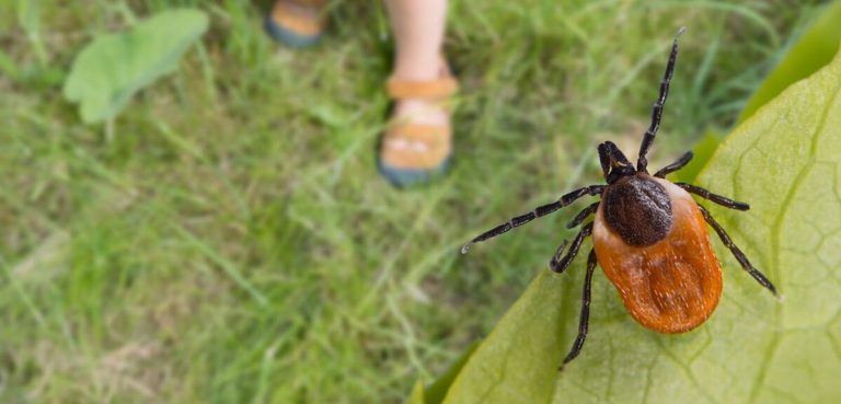 Tiques : Les Petits Prédateurs de Nos Jardins, ou Comment la Nature Nous Rappelle Notre Fragilité