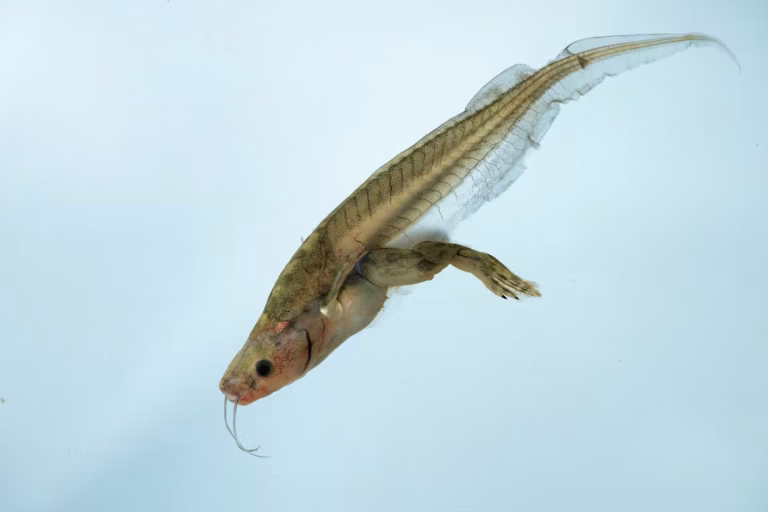 La régénération : un rêve scientifique ou une illusion politique ?