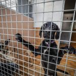 « Monsieur Falorni, il faut nous aider » : le refuge SPA de La Rochelle-Lagord étranglé par la dette