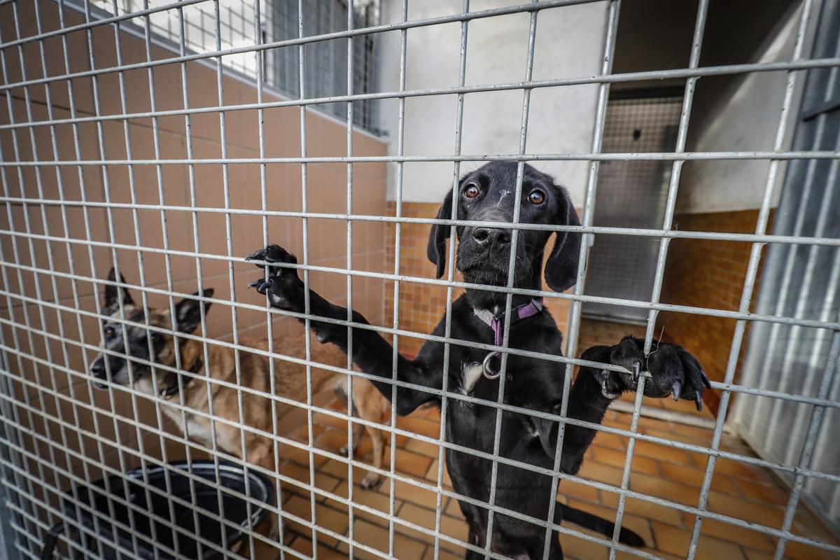 « Monsieur Falorni, il faut nous aider » : le refuge SPA de La Rochelle-Lagord étranglé par la dette