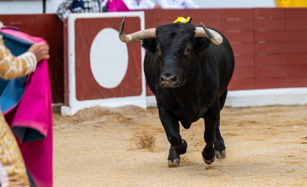 Corrida : un matador encorné, symbole des absurdités des villes RN et de leurs dirigeants conservateurs !