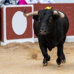 Corrida : un matador encorné, symbole des absurdités des villes RN et de leurs dirigeants conservateurs !