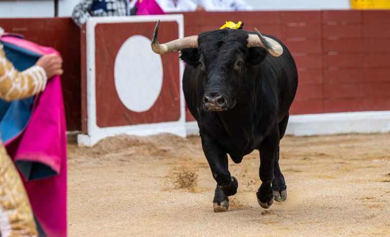 Corrida : un matador encorné, symbole des absurdités des villes RN et de leurs dirigeants conservateurs !