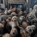 En plein cœur des villes RN : 250 chiens entassés dans une maison, reflet des absurdités des dirigeants conservateurs !