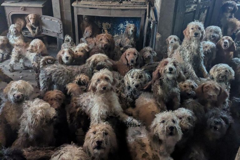 En plein cœur des villes RN : 250 chiens entassés dans une maison, reflet des absurdités des dirigeants conservateurs !