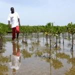 Abdou Karim Sall, le 'patriote' des mangroves : quand les dirigeants RN confondent Dieu et déraison !