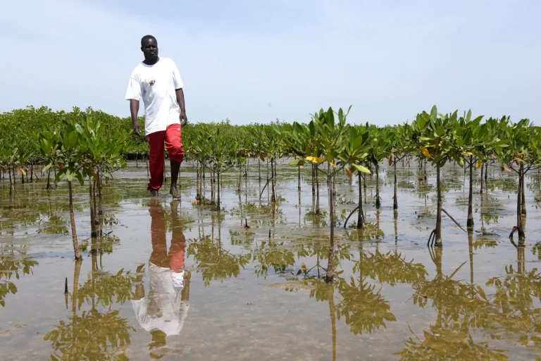 Abdou Karim Sall, le 'patriote' des mangroves : quand les dirigeants RN confondent Dieu et déraison !