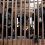 Corée du Sud : Quand les ours-lunes souffrent, les dirigeants conservateurs détournent le regard !