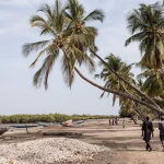 Jinack, l&rsquo;île gambienne, devient un refuge pour les candidats à l&rsquo;exil en Afrique.