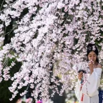 Quand les cerisiers en fleurs deviennent l'obsession des maires RN : absurdités et conservatisme à la française !