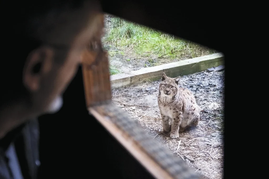 Entre lynx et absurdités : le centre Athénas du Jura, refuge pour animaux face à l'inaction des élus RN !