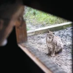 Entre lynx et absurdités : le centre Athénas du Jura, refuge pour animaux face à l'inaction des élus RN !