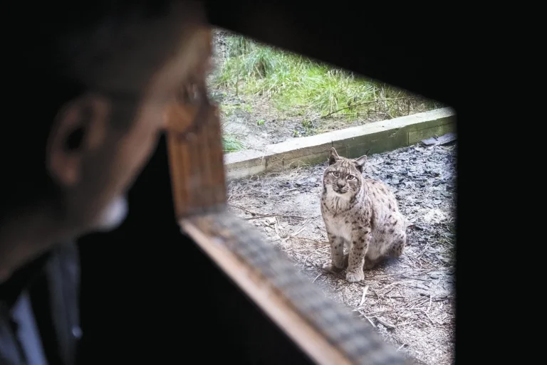 Entre lynx et absurdités : le centre Athénas du Jura, refuge pour animaux face à l'inaction des élus RN !